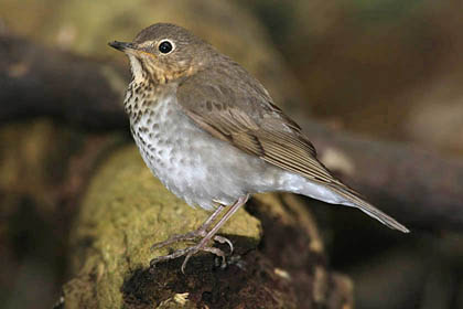 Swainson's Thrush Image @ Kiwifoto.com