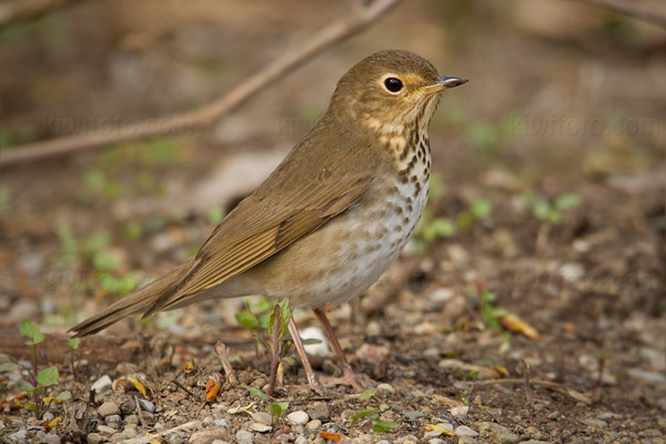 Swainson's Thrush