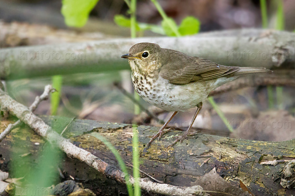 Swainson's Thrush Image @ Kiwifoto.com