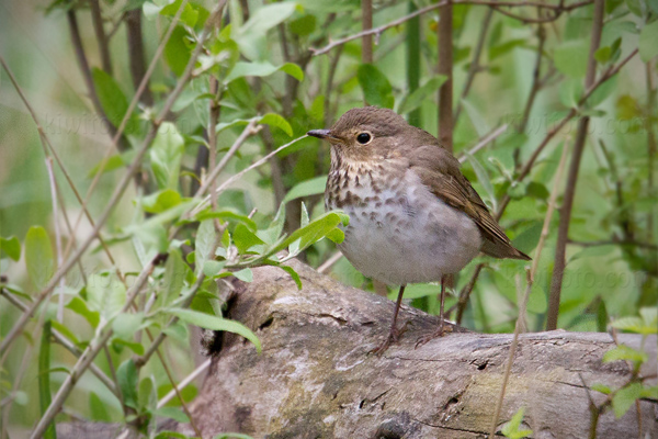 Swainson's Thrush Image @ Kiwifoto.com