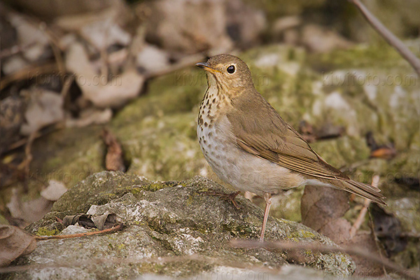 Swainson's Thrush Photo @ Kiwifoto.com