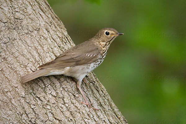 Swainson's Thrush Photo @ Kiwifoto.com