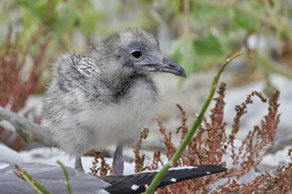 Swallow-tailed Gull Photo @ Kiwifoto.com