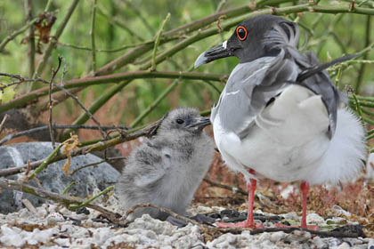 Swallow-tailed Gull Picture @ Kiwifoto.com