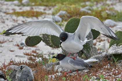 Swallow-tailed Gull Picture @ Kiwifoto.com