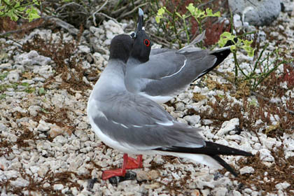 Swallow-tailed Gull Picture @ Kiwifoto.com