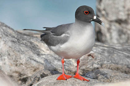 Swallow-tailed Gull Picture @ Kiwifoto.com