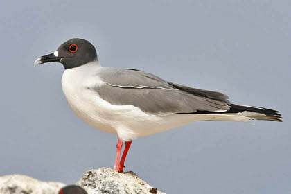 Swallow-tailed Gull Picture @ Kiwifoto.com