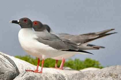 Swallow-tailed Gull Image @ Kiwifoto.com