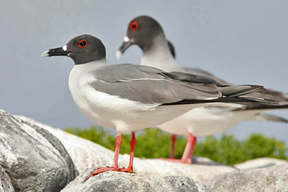 Swallow-tailed Gull Photo @ Kiwifoto.com