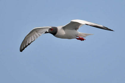 Swallow-tailed Gull Photo @ Kiwifoto.com