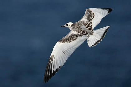 Swallow-tailed Gull Picture @ Kiwifoto.com