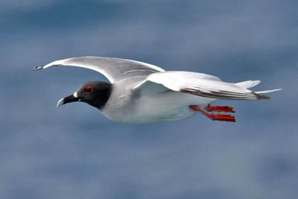 Swallow-tailed Gull Image @ Kiwifoto.com