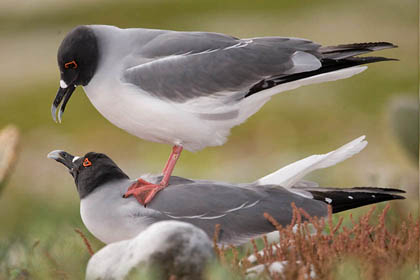 Swallow-tailed Gull Picture @ Kiwifoto.com