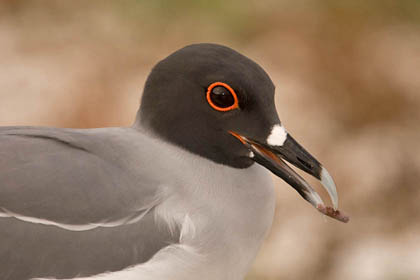 Swallow-tailed Gull Image @ Kiwifoto.com