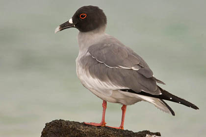 Swallow-tailed Gull Image @ Kiwifoto.com