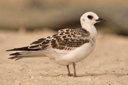 Swallow-tailed Gull Image @ Kiwifoto.com