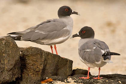 Swallow-tailed Gull Picture @ Kiwifoto.com