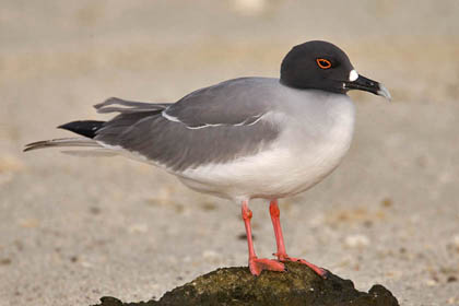 Swallow-tailed Gull Photo @ Kiwifoto.com