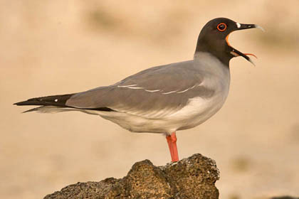 Swallow-tailed Gull Picture @ Kiwifoto.com