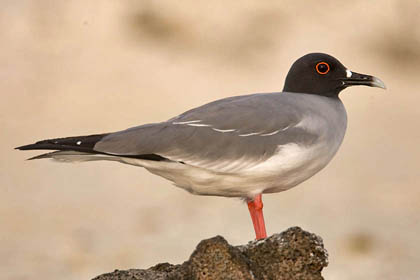 Swallow-tailed Gull Picture @ Kiwifoto.com