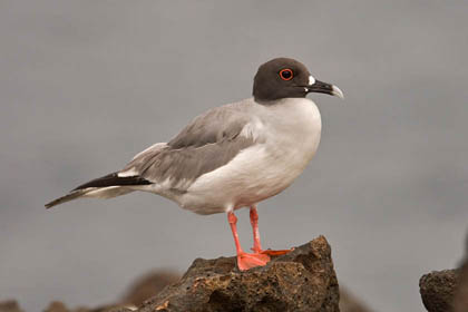 Swallow-tailed Gull Picture @ Kiwifoto.com