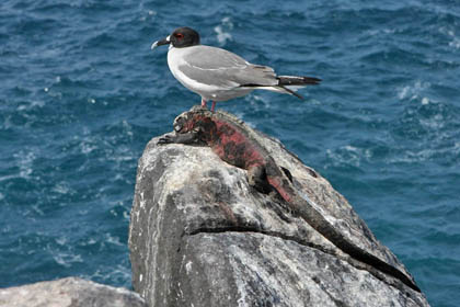 Swallow-tailed Gull Photo @ Kiwifoto.com