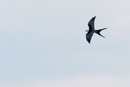 Swallow-tailed Kite Image @ Kiwifoto.com