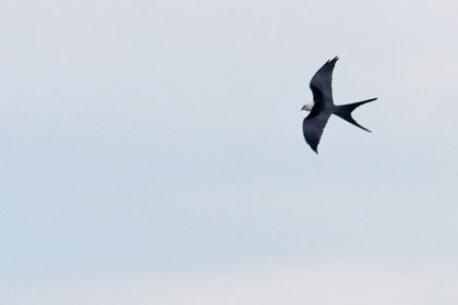 Swallow-tailed Kite