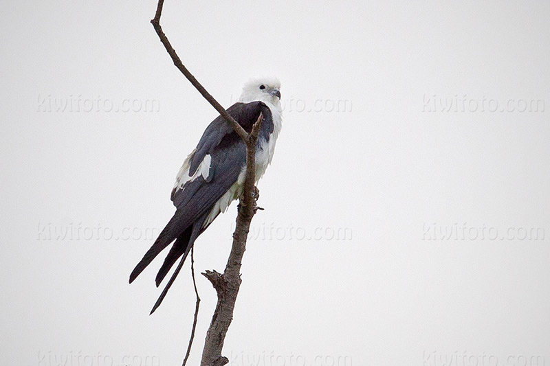 Swallow-tailed Kite Image @ Kiwifoto.com