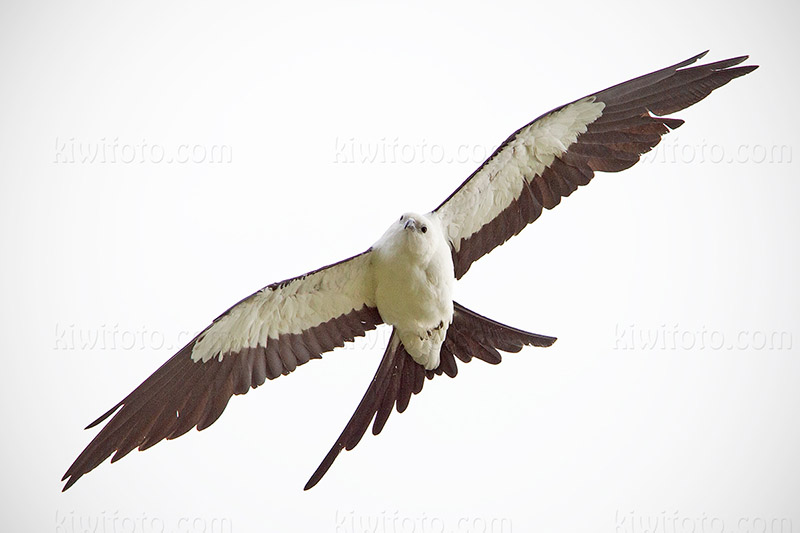Swallow-tailed Kite Image @ Kiwifoto.com