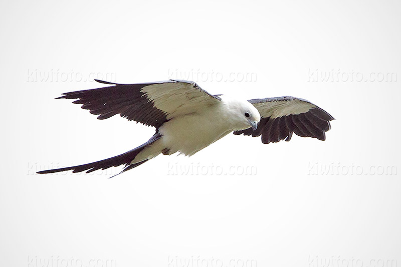 Swallow-tailed Kite @ Harbor City (Ken Malloy Harbor Park), CA Swallow-tailed Kite @ Harbor City (Ken Malloy Harbor Park), CA