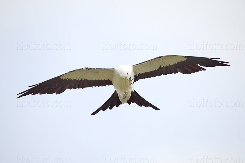 Swallow-tailed Kite Photo @ Kiwifoto.com
