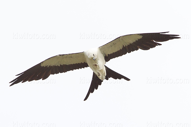 Swallow-tailed Kite Image @ Kiwifoto.com