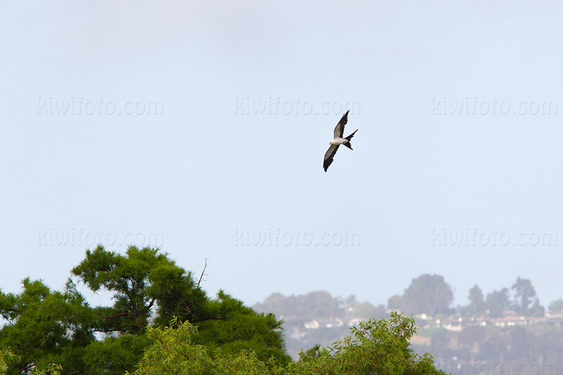 Swallow-tailed Kite Photo @ Kiwifoto.com