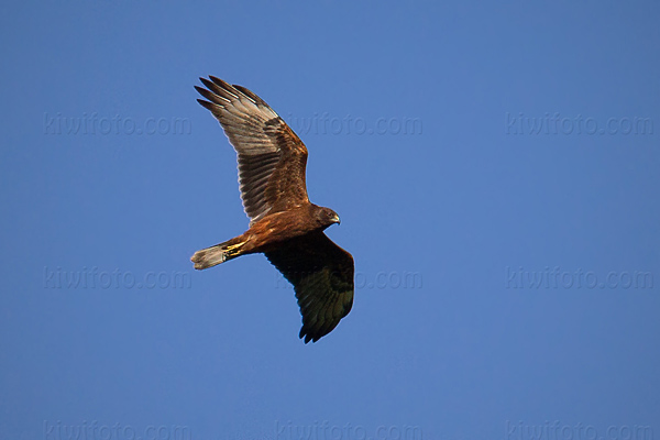 Swamp Harrier