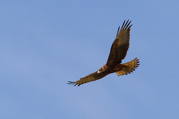 Swamp Harrier Picture @ Kiwifoto.com