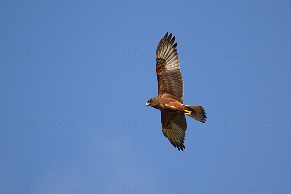 Swamp Harrier Photo @ Kiwifoto.com