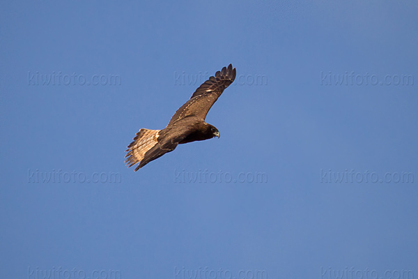 Swamp Harrier Image @ Kiwifoto.com