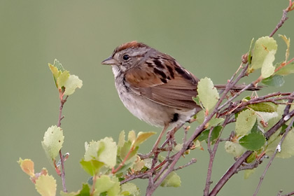 Swamp Sparrow Image @ Kiwifoto.com