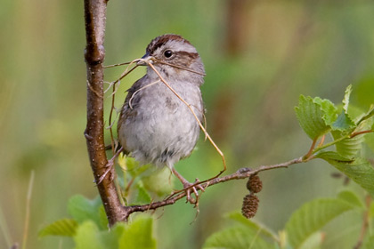 Swamp Sparrow