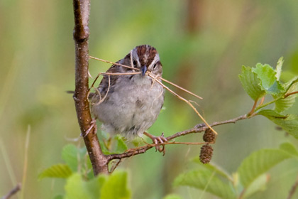 Swamp Sparrow Picture @ Kiwifoto.com