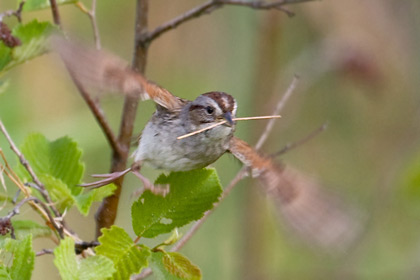 Swamp Sparrow Picture @ Kiwifoto.com