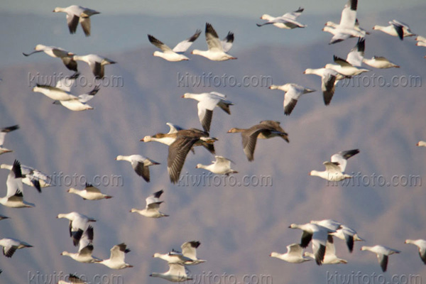 Taiga Bean-Goose (Anser fabalis middendorffii)