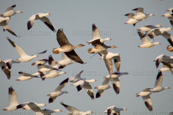 Taiga Bean-Goose (Anser fabalis middendorffii)