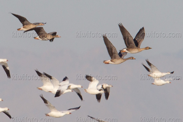 Taiga Bean-Goose (Anser fabalis middendorffii)