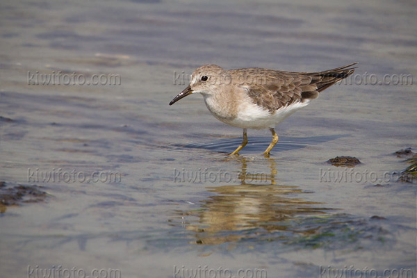 Temminck's Stint