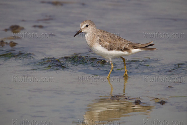 Temminck's Stint Photo @ Kiwifoto.com