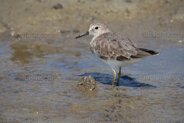 Temminck's Stint Photo @ Kiwifoto.com