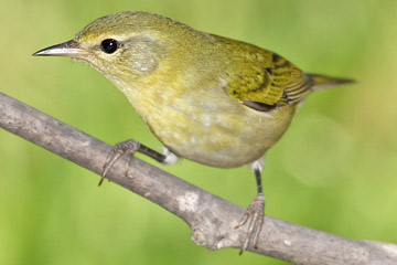 Tennessee Warbler Image @ Kiwifoto.com